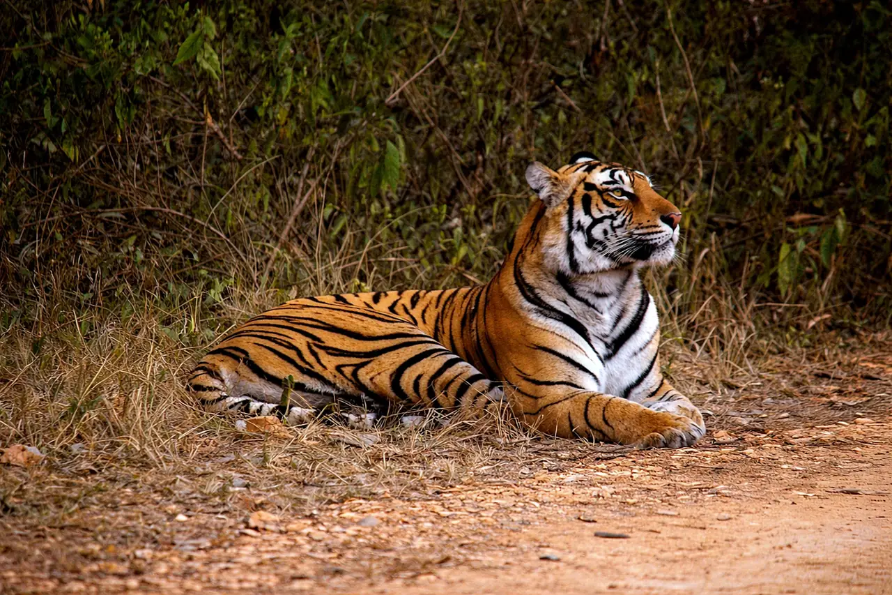 A tiger in Ranthambore National Park